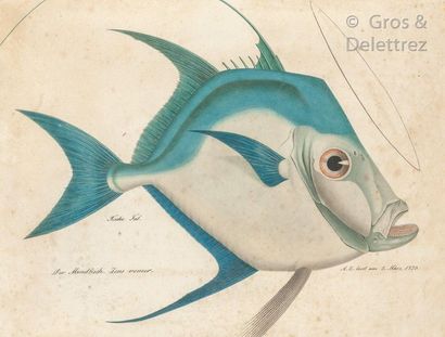 Aloys ZÖTL (1803-1887) Le poisson saint-pierre

Plume et aquarelle sur papier

36...