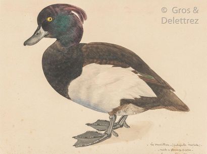 École du XXe siècle, vers 1925 Male wedding plumage duck

Pen and watercolour on...