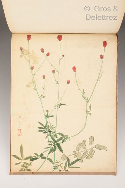 null Japon, XIXème siècle

Album avec peintures de fleurs et végétaux, la couverture...