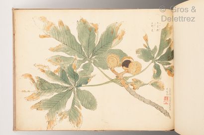 null Japon, XIXème siècle

Album avec peintures de fleurs et végétaux, la couverture...