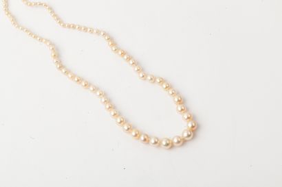 null Collier composé d’une chute de perles fines. Diamètre des perles : 4,8 à 2,1 mm....