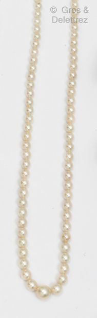 null Necklace composed of a row of cultured pearls in fall. The silver clasp set...
