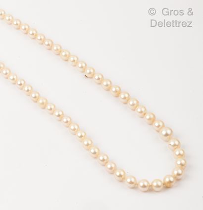 Necklace of pearls of culture, the clasp...
