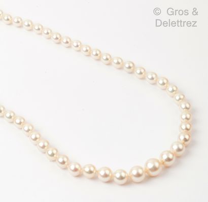 null Necklace made of a row of cultured pearls in light fall. The clasp with ratchet...
