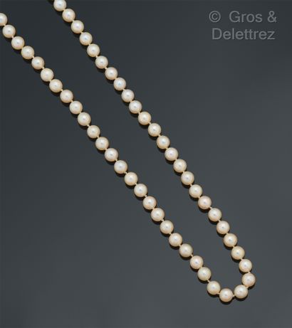 null Collier composé d’un rang de perles de culture. le fermoir en or gris. Diamètre...