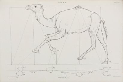 WALTON (Elijah) (1832-1880) The Camel: its Anatomy, Proportions and Paces. London,...