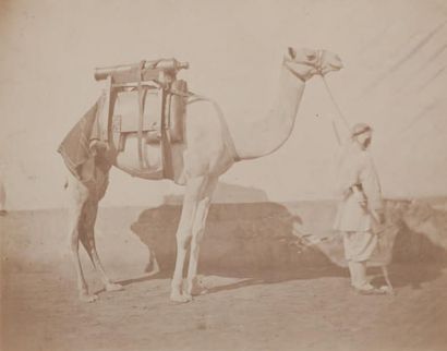 Gustave Le Gray (1820-1884) Egypte Le Caire. Février-Mars 1866. Dromadaire chargé...