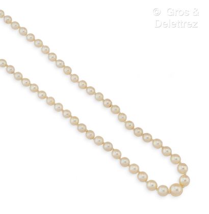 Necklace of cultured pearls in fall, the...