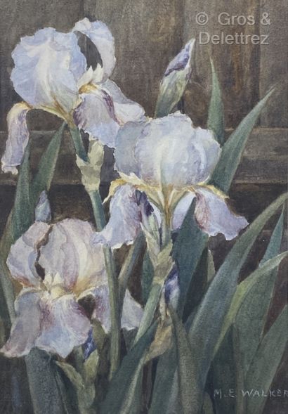 null (E) Margaret EYRE WALKER (XXe)

Bouquet d'Iris 

Aquarelle sur papier signée...