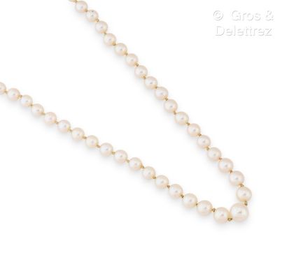 null Necklace composed of a row of cultured pearls. The clasp reported in yellow...