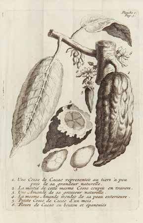QUÉLUS de Histoire naturelle du cacao et du sucre, divisée en deux traites, qui contiennent...