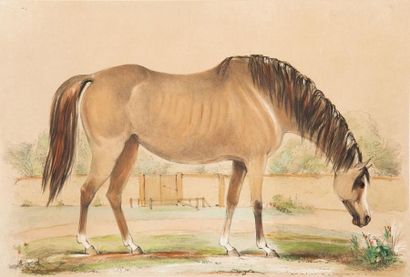 null ARABIAN HORSES FROM OMAN & NEJD Portraits of Brood Mares Belonging to the Royal...
