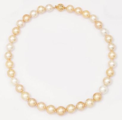 null Collier de 35 perles de culture des mers du Sud blanches et gold. Fermoir en...