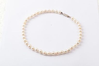 null Collier «Choker» de perles de culture japonaise Akoia. Fermoir en or gris. Diamètre...