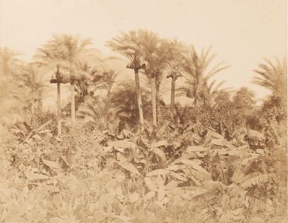 Photographe non identifié (publié par Hogarth) Égypte, c. 1860. Palm Grove. Lower...