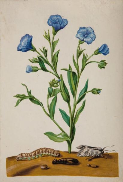 Marie Sybille MERIAN (1647 - 1717) Etude de fleur (Linum Florens Vlarbloem Europa)...
