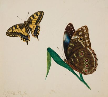 Gregorius Jacobus Johannes van OS (La Haye 1782 - Paris 1861) Etude de papillons...