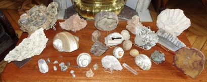 null Lot de 21 pièces environ: Coquillages, pierres dures, fossiles, quartz…