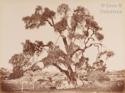 null Félix Bonfils (1831-1885)

Égypte. Palestine. Syrie, c. 1870.

Panorama du Caire....