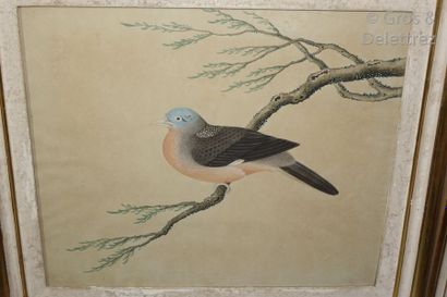 null Chine

Trois aquarelles représentant un faisan, un pigeon et un échassier, 

Chine...