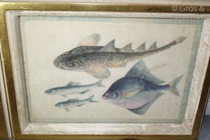null Chine

Suite de quatre aquarelles sur papier de riz représentant des poissons...