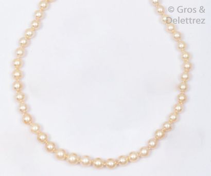 null Très beau collier de cinquante-trois perles de culture japonaises Akoia en chute....