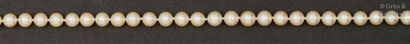 null Collier de perles de culture japonaises Akoia, le fermoir en or jaune godronné....