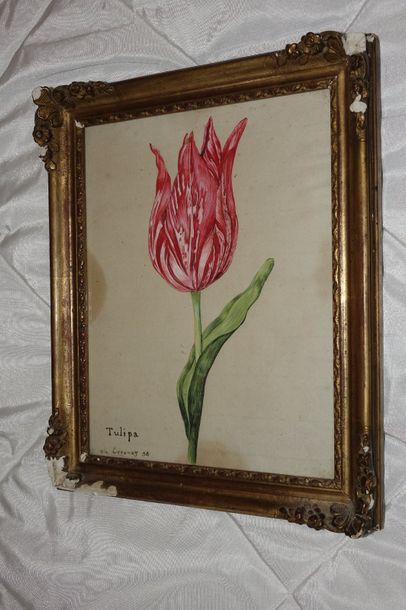 DE LUCENAY La tulipe rouge. Aquarelle sur papier, signée en bas à gauche et datée...