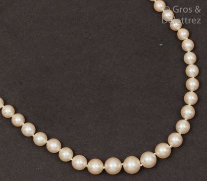 null Beau collier de cinquante-neuf perles de culture akoia en chute, le fermoir...