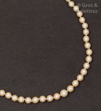 null Collier composé de perles de culture en légère chute, le fermoir en or blanc...