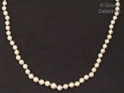 null Collier de perles de culture japonaises Akoïa. le fermoir en or 14K serti de...