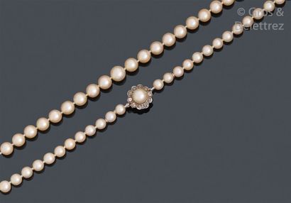 null Beau collier de soixante-cinq perles de culture japonaises
Akoïa, le fermoir...