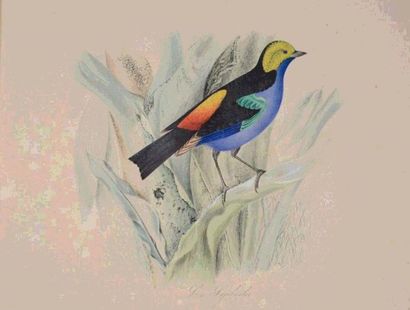 null ORNITHOLOGIE - BYSZINSKI (5) : Réunion de 23 gouaches originales d'oiseaux de...