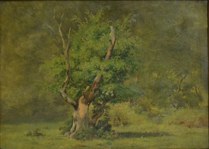 null Andreas Juuel. (1817 - 1868)
Étude d'arbres, 1845
Huile sur carton signée et...