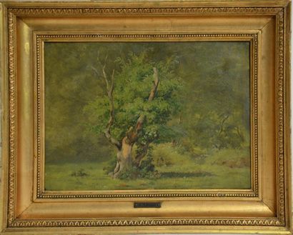 null Andreas Juuel. (1817 - 1868)
Étude d'arbres, 1845
Huile sur carton signée et...