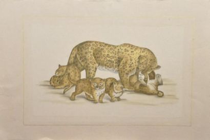 LAFITTE L.R Femelle et ses petits Lionne et Léopard Deux aquarelles sur soie, signées...