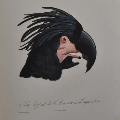 LEVAILLANT (François) Histoire naturelle des Perroquets Paris, Levrault, 1801-1805;...