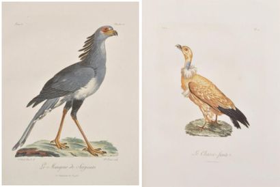 LEVAILLANT (François) Histoire naturelle des Oiseaux d'Afrique Tome premier, Paris,...