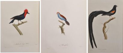 VIEILLOT (L.-P) Histoire naturelle des plus beaux Oiseaux chanteurs de la zone Torride...