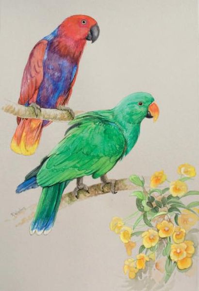 WINTERS Ria (née en 1959) Eclectus parrot pair Aquarelle 28 x 44 cm