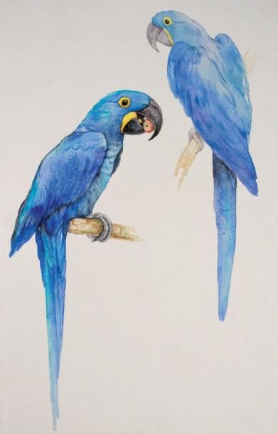 WINTERS Ria (née en 1959) Hyacinth Macaws Aquarelle 34 x 53,5 cm