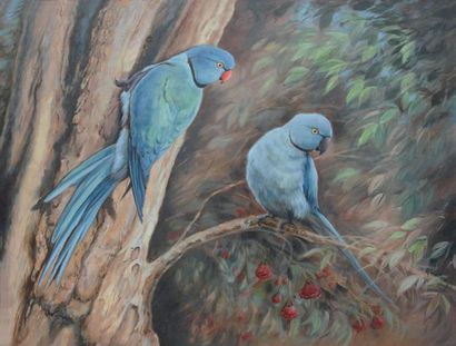 WINTERS Ria (née en 1959) Rodrigues parakeets Huile sur toile 40 x 53 cm