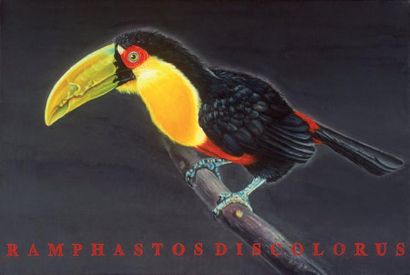 BECK Danielle (née en 1944) Ramphastos discolorus Huile sur toile 34 x 48 cm