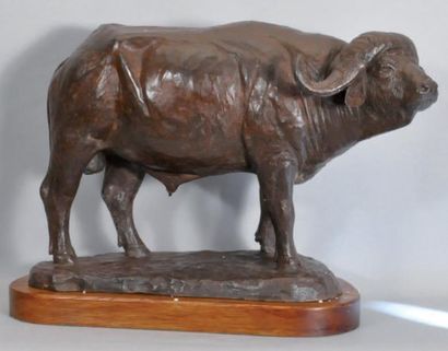 STRAND Staffan (né en 1943) African Buffalo Bronze à patine noire, signé et numéroté...