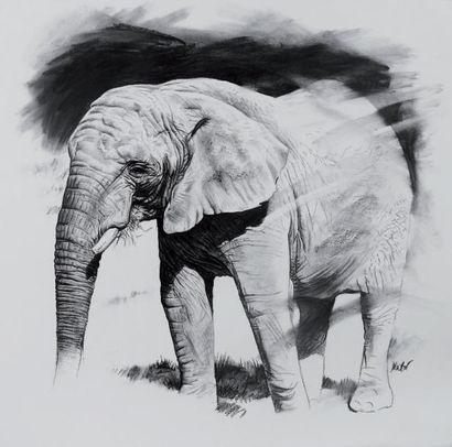DROCHON Christophe (né en 1963) Etude d'élephant d'Afrique Fusain 75 x 110 cm