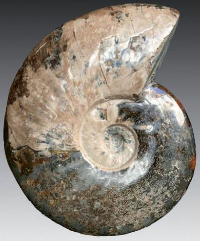 Ammonite Cléoniceras. Crétacé inférieur....