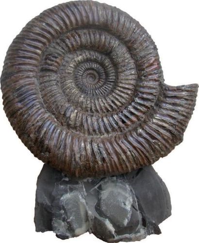 Grande ammonite décorative, Campanien - région...