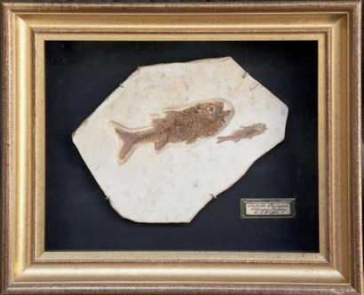 null Poisson fossile: Dapalis Macrurus - oligocène - Vachere - Alpes de Haute Provence...