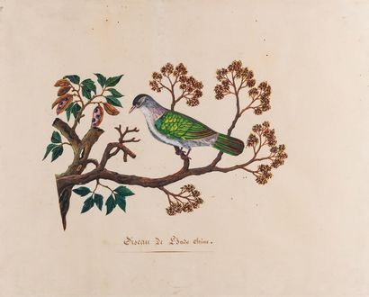 null École FRANCAISE du XIXe siècle 

Oiseau de L'Indochine 

Gouache contrecollée...