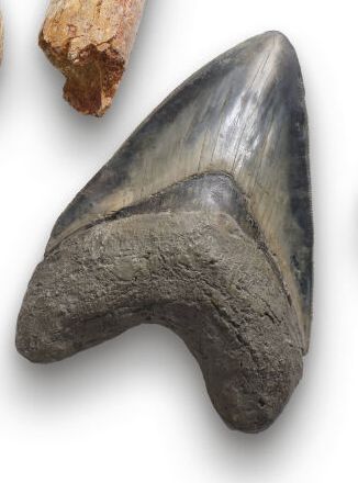 DENT de requin Mégalodon
Otodus mégalodon
Miocène...